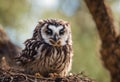 AI generated illustration of a owl perched on a nest of twigs Royalty Free Stock Photo