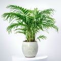 illustration of Parlor Palm isolated white background ceramic pot Royalty Free Stock Photo