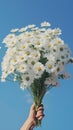 person holding bunches of daisies over blue sky background Royalty Free Stock Photo