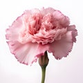 AI generated illustration of a pink carnation on a white background