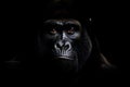 AI generated illustration of a portrait of an adult gorilla on a black background