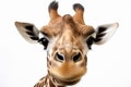 AI generated illustration of a portrait of a giraffe Royalty Free Stock Photo