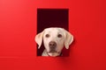 AI-generated illustration of a portrait of a Labrador Retriever dog on a minimalist background.