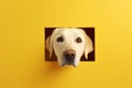 AI-generated illustration of a portrait of a Labrador Retriever dog on a minimalist background.