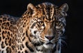 AI generated illustration of a portrait of a leopard on a dark background Royalty Free Stock Photo