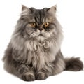 AI generated illustration of a portrait of a Persian cat, isolated on a white background