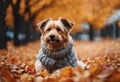 a small dog sitting on the leaves in the middle of autumn