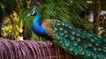 AI-generated illustration of a proud peacock standing on a wooden bench Royalty Free Stock Photo