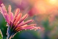 a purple flower with drops of water on it's petals Royalty Free Stock Photo