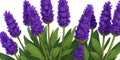 Purple French Lavender Banner