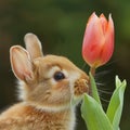 AI generated illustration of a rabbit investigating a flower at the base of its stem Royalty Free Stock Photo