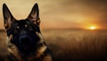 AI generated illustration of realistic German Shepherd dog in a field at sunset