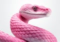 AI generated illustration of a realistic-looking pink snake posed with its eye open