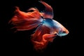 AI-generated illustration of a red and blue Siamese fighting fish against a black background