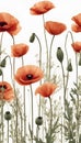 red poppy flowers against a light white background, with a grey stem and stem like Royalty Free Stock Photo