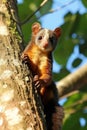 AI generated illustration of a ringtail possum perched on a tree branch Royalty Free Stock Photo
