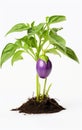 AI generated illustration of a ripe eggplant plant growing on a white background