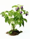 AI generated illustration of a ripe eggplant plant growing on a white background