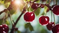 AI generated illustration of ripe, juicy cherries