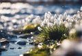 a river and some snow crystals in the sunlight by the sea Royalty Free Stock Photo