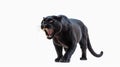 AI-generated illustration of a roaring black panther isolated on a white background. Royalty Free Stock Photo