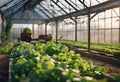 AI-generated illustration of rows of fresh lettuce flourishing in a greenhouse