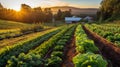 AI generated illustration of rows of freshly grown lettuce illuminated by a golden sunset
