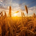 AI generated illustration of a scenic landscape of a wheat field in the morning