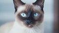 AI generated illustration of a Siamese cat with blue eyes in a relaxed and contented pose
