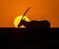 AI generated illustration of a silhouette of an Arabian Oryx with the setting sun in the background Royalty Free Stock Photo