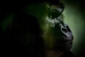 Ai-generated illustration of a Silverback Gorilla with a blurry green background