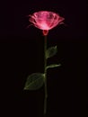 AI generated illustration of a single pink rose in full bloom, illuminated in a vibrant pink hue