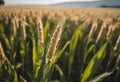 AI-generated illustration of A single wheat stalk in a crop field