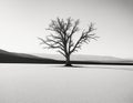 AI generated illustration of A solitary tree atop a hill