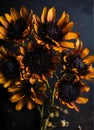 yellow flowers with some black centers are in front of a dark background