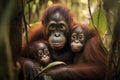 AI generated illustration of Sumatran Orangutan family (Pongo abelii) in a wooded area Royalty Free Stock Photo