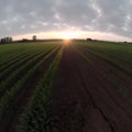 AI generated illustration of the sun sets over an empty corn field Royalty Free Stock Photo