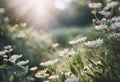 AI generated illustration of sunlight illuminating white wildflowers and grasses in a sunny meadow