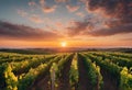 AI generated illustration of sunset over a vineyard with a row of vines in the foreground Royalty Free Stock Photo