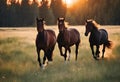 three brown horses run across a grassy field as the sun sets Royalty Free Stock Photo