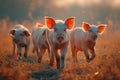 three pig pigs are seen in the field near the sun Royalty Free Stock Photo