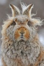 AI generated illustration of a Tibetan Woolly Hare (Lepus oiostolus)