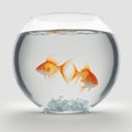 AI generated illustration of two goldfish in a round empty aquarium on white background