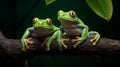 Verdant Companions: Twin Frogs on a Branch Royalty Free Stock Photo