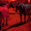 AI generated illustration of two horses peacefully standing in a stable at night Royalty Free Stock Photo