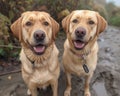 AI generated illustration of two Labrador retrievers sitting on dirt road Royalty Free Stock Photo