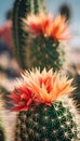 two large cactus plants sitting together in the sun, next to each other