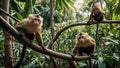 two monkeys that are sitting on a tree branch in a jungle Royalty Free Stock Photo