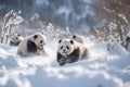 AI generated illustration of two panda bears playing in the snow