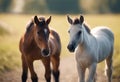 AI generated illustration of two white and brown horses strolling along a dirt path Royalty Free Stock Photo